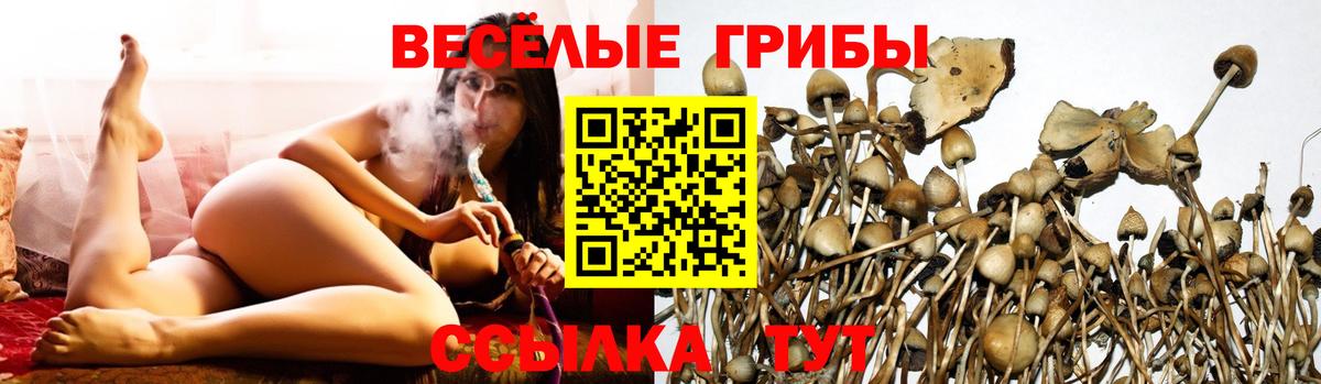 купить наркотик  Вход с VPN  Галлюциногенные грибы прущие грибы  Ухта  Псилоцибиновые грибы Psilocybe 